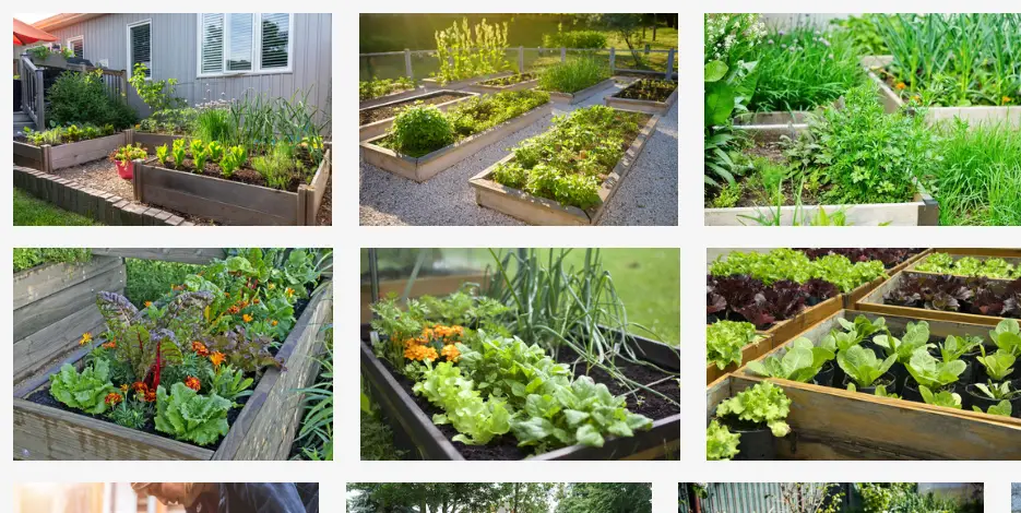 Best Mulch for Raised Bed Vegetable Garden