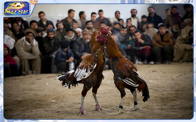 Đôi nét về đá gà mạng